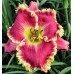 Rose Knockout